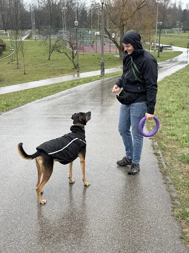 DoggyCorp - Behawiorysta psów Kraków